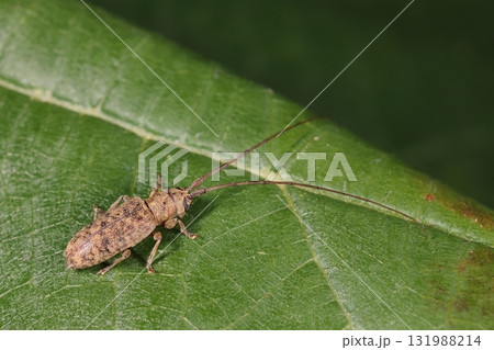 生き物　昆虫　シモフリナガヒゲカミキリ、十月初めの石垣島で。朝、公園の東屋にいました 131988214