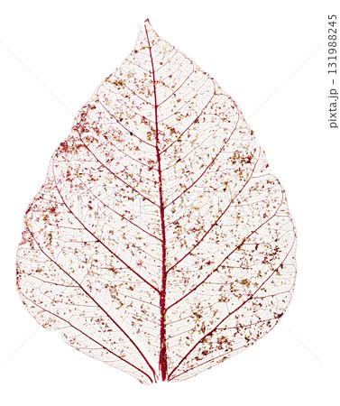 赤いクリスマスリース 松ぼっくりと花のナチュラルリース 白背景 131988245