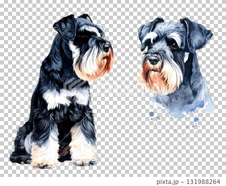 水彩迷你雪納瑞,全身特寫 水彩迷你雪納瑞,全身特寫 131988264