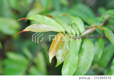Picara,Excoecaria cochinchinensis Lour or EUPHORBIACEAE or bicolor plant 131988378