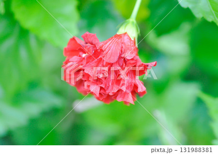 Chinese rose or Hibiscus or Hibiscus rosa sinensis or Hibisceae or Malvaceae , red hibiscus 131988381