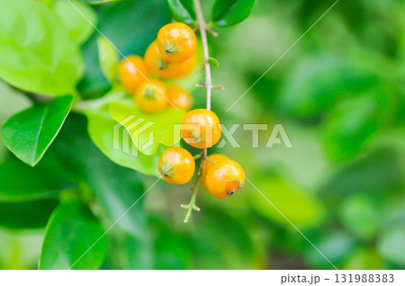 Duranta drdcta, Duranta drdcta L or Goldan dewdrop or Pigeon berry or sky flower or  verbenaceae with seed 131988383