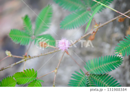 Sensitive plant , Shameplant or Sleeping grass or Mimosa hispidula Kunth or Mimosa pudica L flower Sensitive plant , Shameplant or Sleeping grass or Mimosa hispidula Kunth or Mimosa pudica L flower 131988384
