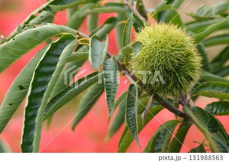 初秋のイガグリのイメージ素材 131988563