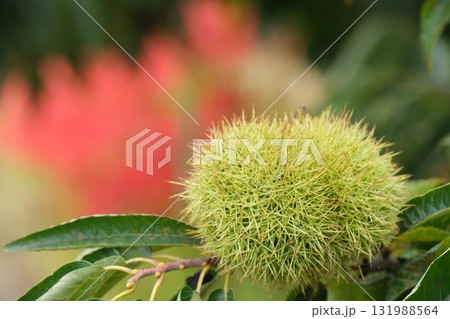 初秋のイガグリのイメージ素材 131988564