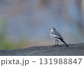 見つめるハクセキレイ 131988847
