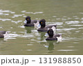 3羽のキンクロハジロ 131988850
