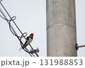 さえずるツバメ 131988853