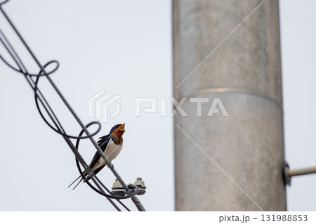 さえずるツバメ 131988853