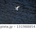 飛翔するセグロセキレイ 131988854