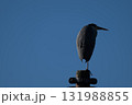 電柱にとまりるアオサギのシルエット 131988855