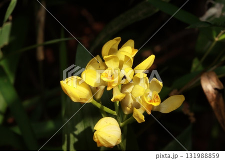 木漏れ日に咲くキンラン（キンラン）/　Golden Orchid in Forest Light 131988859