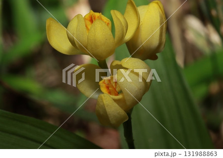 木漏れ日に咲くキンラン（キンラン）/　Golden Orchid in Forest Light 131988863