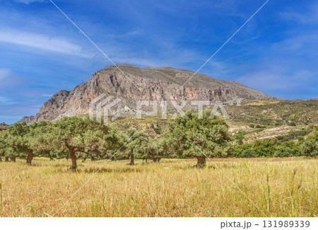 Olive grove and mountain landscape in Crete Greece 131989339