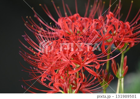 黒バックに浮き立つ赤い彼岸花 黒バックに浮き立つ赤い彼岸花 131989501