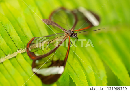Close-up macro of a glasswing butterfly Greta oto resting on a green leaf. The image shows the Close-up macro of a glasswing butterfly Greta oto resting on a green leaf. The image shows the 131989550