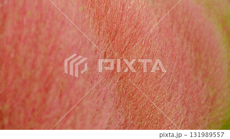 紅葉が始まったコキアの葉のクローズアップ素材 131989557