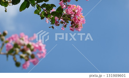 青空とサルスベリの花 青空とサルスベリの花 131989601
