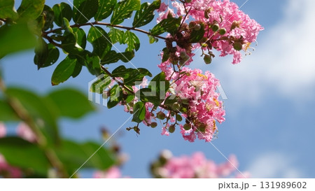 青空とサルスベリの花 青空とサルスベリの花 131989602