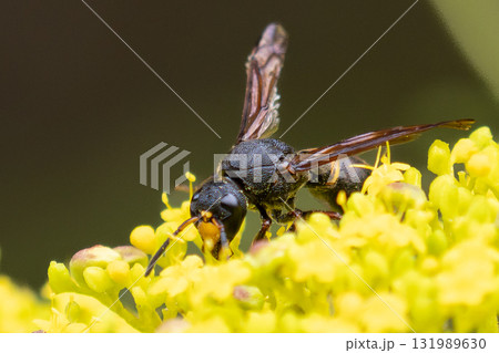オオカバフスジドロバチ 131989630