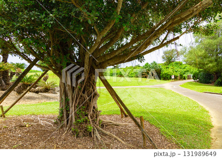 爽やかな南国の青空・公園のような鮮やかな芝が映えるリゾートのゴルフ場とヤシの木（沖縄県宮古島市） 131989649