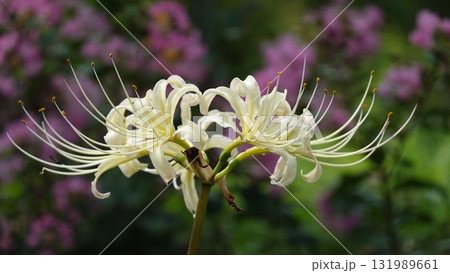 美しいヒガンバナ 131989661