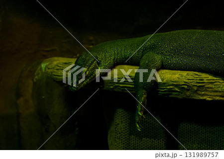Komodo Dragon sleeping on a rock Komodo Dragon sleeping on a rock 131989757