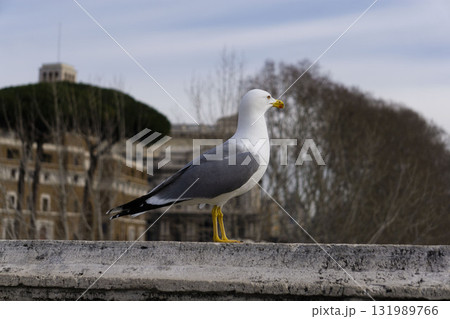 Seagull perching on the bridge wall Seagull perching on the bridge wall 131989766