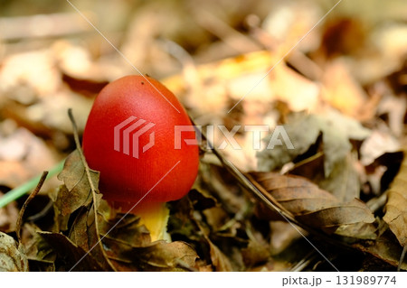 るり渓自然公園のタマゴダケ 131989774