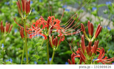 美しいヒガンバナ 131989816