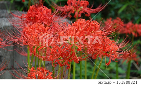 美しいヒガンバナ 美しいヒガンバナ 131989821