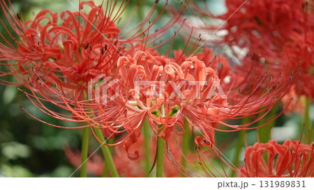 美しいヒガンバナ 131989831