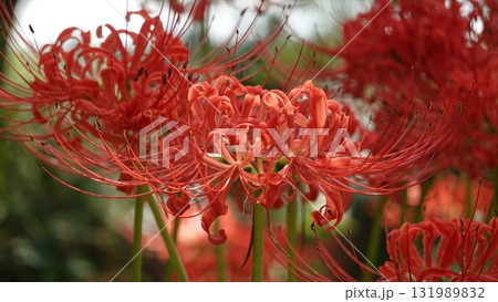 美しいヒガンバナ 131989832