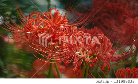 美しいヒガンバナ 131989838