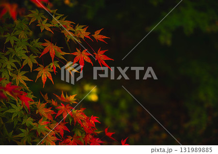 暗がりに鮮やかな紅葉 暗がりに鮮やかな紅葉 131989885
