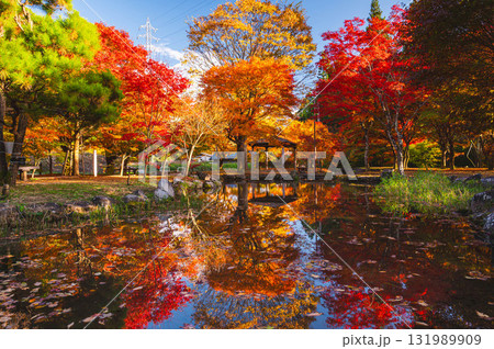 晩秋の鮮やかな紅葉 早出公園 晩秋の鮮やかな紅葉 早出公園 131989909