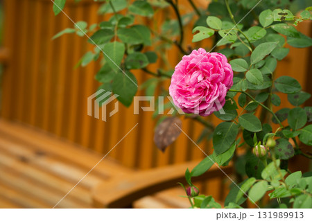 庭のベンチに寄り添うピンクのバラ　穏やかな時 131989913