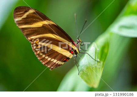 Close-up macro of a zebra longwing butterfly Heliconius charithonia resting on a green leaf. The 131990186