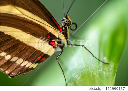 Close-up macro of a zebra longwing butterfly Heliconius charithonia resting on a green leaf. The 131990187