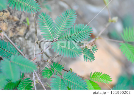 Sensitive plant , Shameplant or Sleeping grass or Mimosa hispidula Kunth or Mimosa pudica L or weed Sensitive plant , Shameplant or Sleeping grass or Mimosa hispidula Kunth or Mimosa pudica L or weed 131990202
