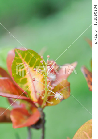 Codiaeum variegatium Blume or Croton, Variegated Laurel or Garden Croton or red leaf 131990204