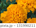 An extreme close-up, macro photograph capturing the dense, velvety texture of a bright yellow or deep orange Marigold flower 131990211