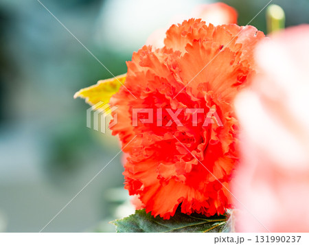 美しいベゴニアの花 131990237