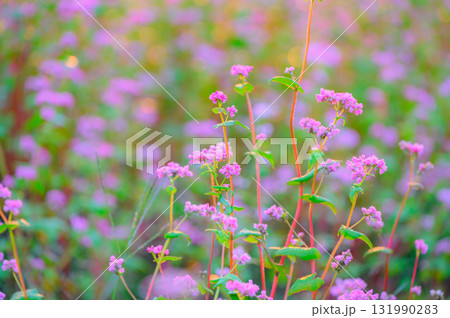 赤そばの花【赤そばの里】 131990283