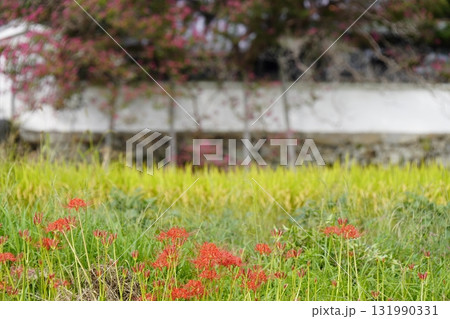 彼岸花咲く葛城古道 彼岸花咲く葛城古道 131990331