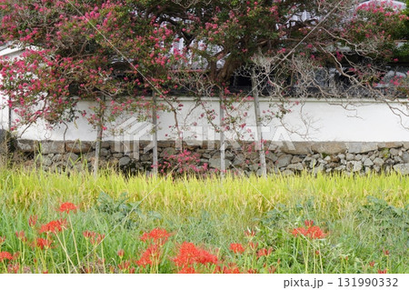 彼岸花咲く葛城古道 彼岸花咲く葛城古道 131990332
