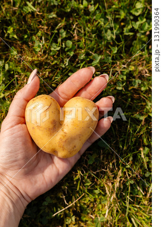 A person holds a unique heart-shaped potato in their hand against a backdrop of green grass in a sunny garden. This unusual shape adds charm and fun to everyday vegetables 131990364