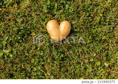 A unique heart-shaped potato sits on vibrant green grass in a sunny garden setting. This natural formation reflects the playful and quirky side of gardening 131990375