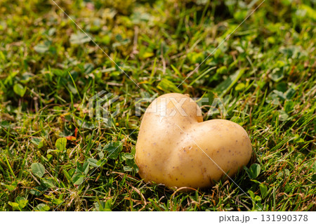 A heart-shaped potato sits on vibrant green grass under bright sunlight. The unique shape adds charm to the everyday scene of nature. A simple yet delightful discovery in the garden A heart-shaped potato sits on vibrant green grass under bright sunlight. The unique shape adds charm to the everyday scene of nature. A simple yet delightful discovery in the garden 131990378