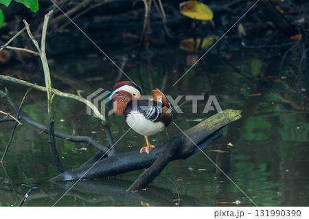 水辺にいるオシドリ 水辺にいるオシドリ 131990390